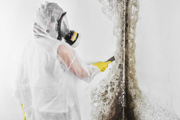 Best Mold Removal Process  in Thermopolis, WY