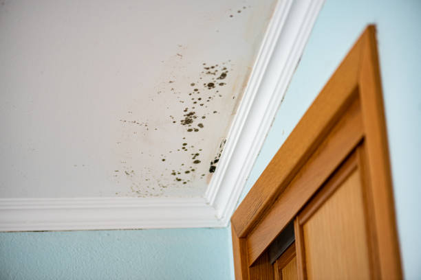 Trusted Thermopolis, WY Mold Removal Experts