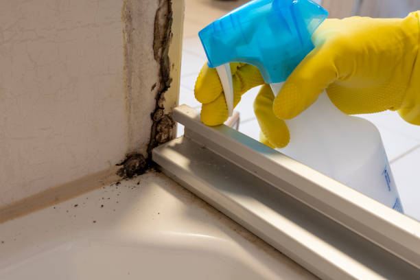 Best Local Mold Removal Service  in Thermopolis, WY