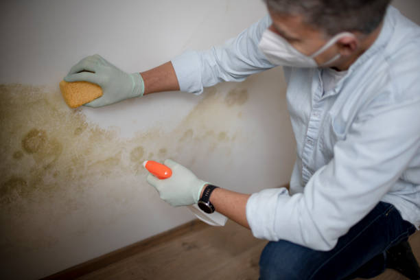 Best Residential Mold Removal  in Thermopolis, WY