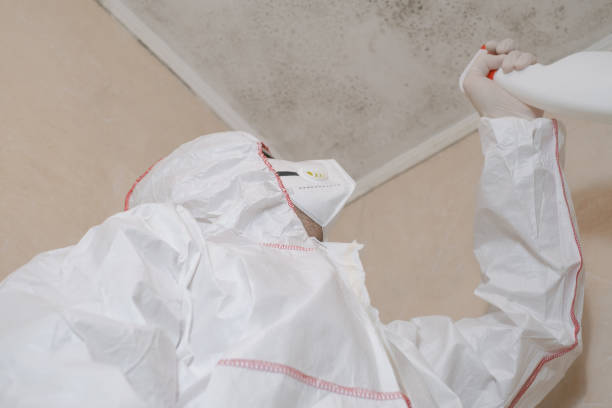 Attic Mold Removal in Thermopolis, WY