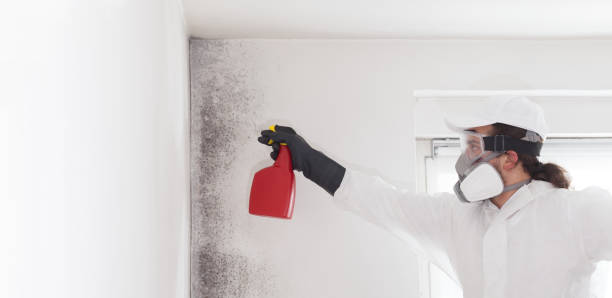 Trusted Thermopolis, WY Mold Removal Experts