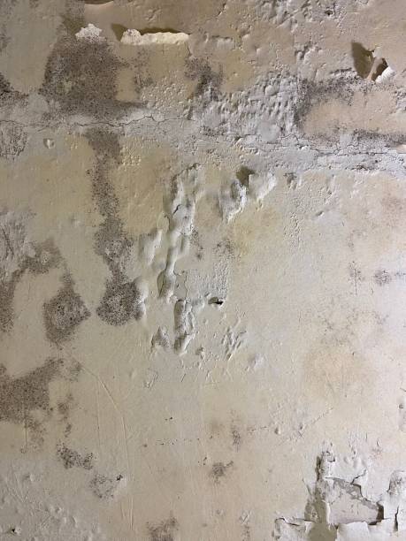 Best Commercial Mold Removal  in Thermopolis, WY