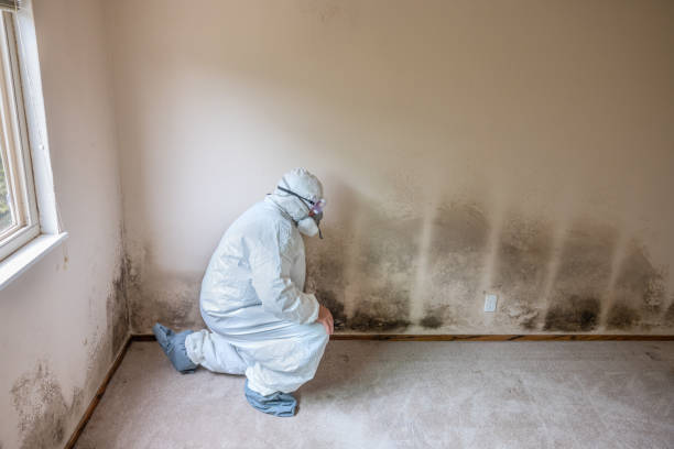Best Mold Removal Company Near Me  in Thermopolis, WY