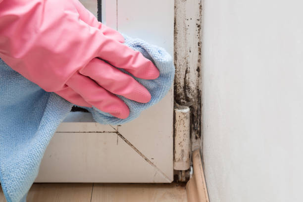 Best Emergency Mold Removal  in Thermopolis, WY